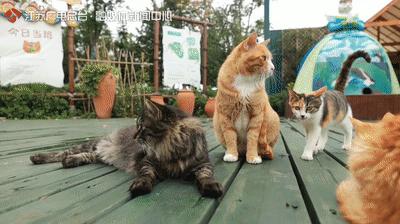 中国世界美食之都,中国世界美食之都排名