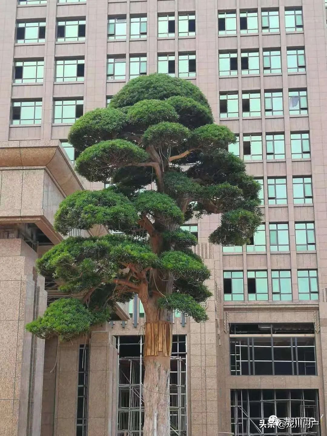 这样的龙川你会喜欢吗？你期待将来是什么样子？