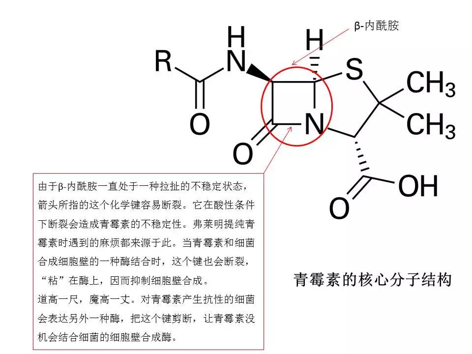 青霉素的发现过程给我们的启迪,青霉素是如何诞生的