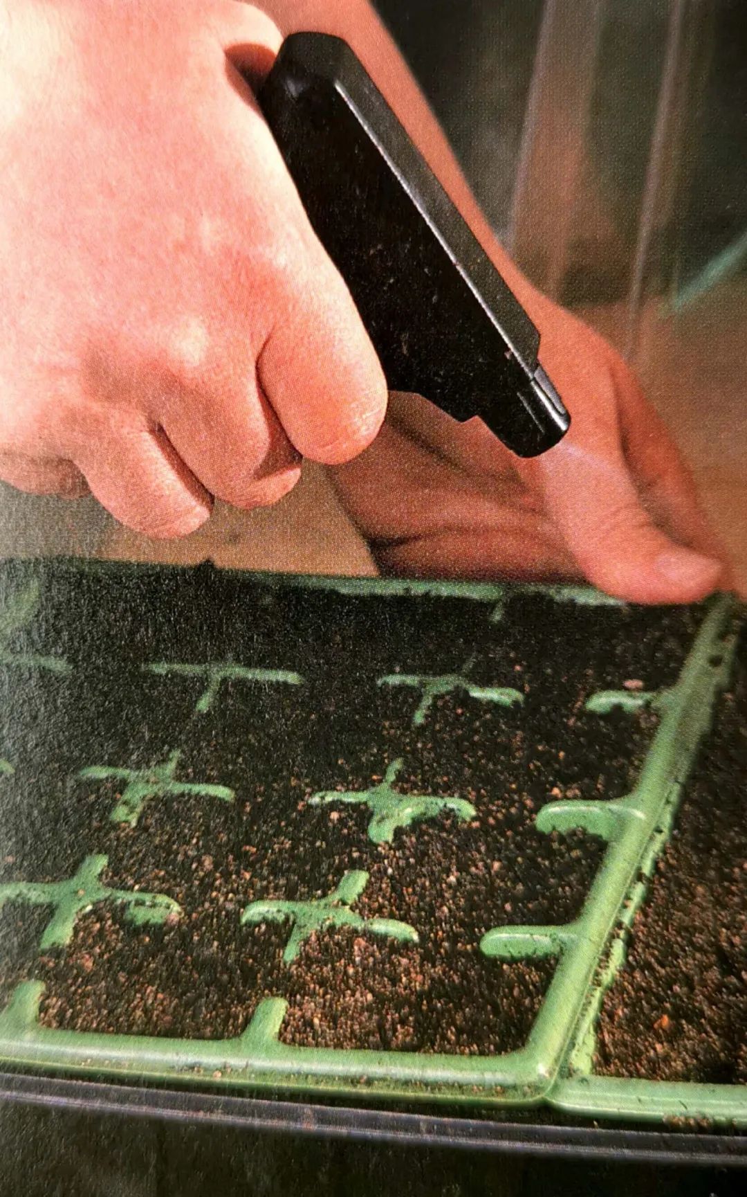 育苗种子如何选种,最简单培育优良的种子