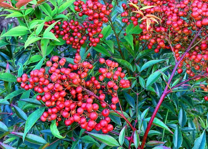 容易养的观叶盆栽,哪些阳台盆栽观花观叶也观果