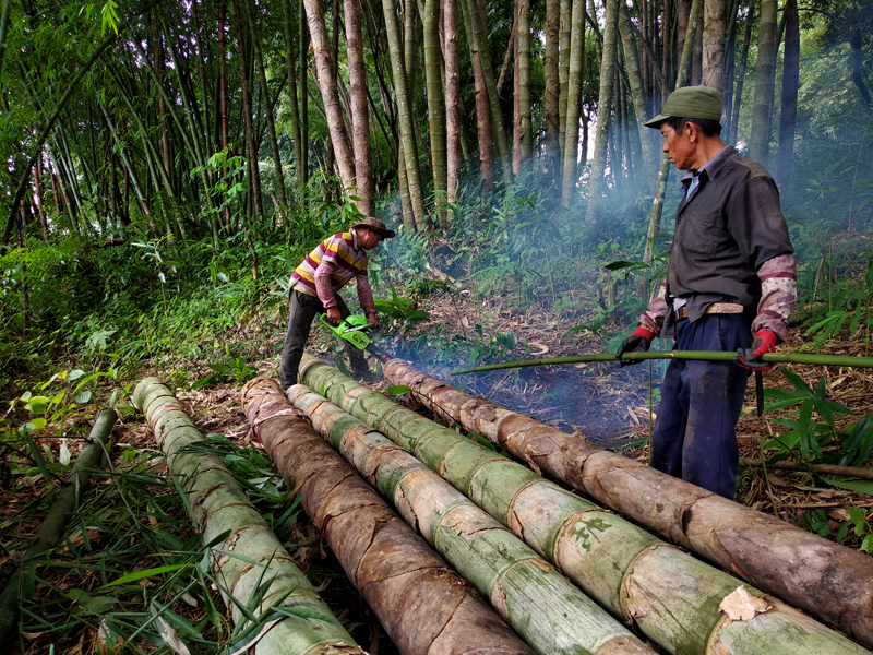 正宗巨龙竹苗怎么种,巨龙竹种子育苗程序