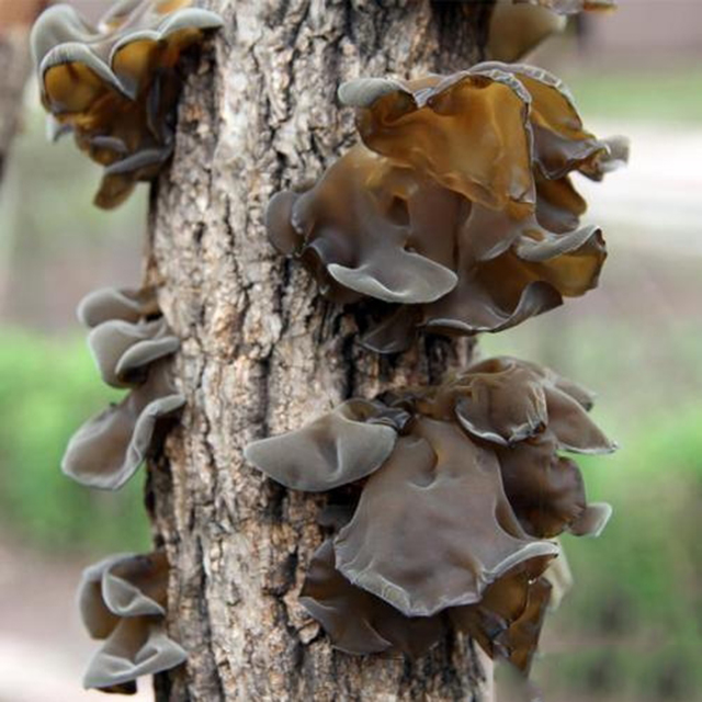 “素中之肉”——木耳，有何本事能让古代文人偏爱它？