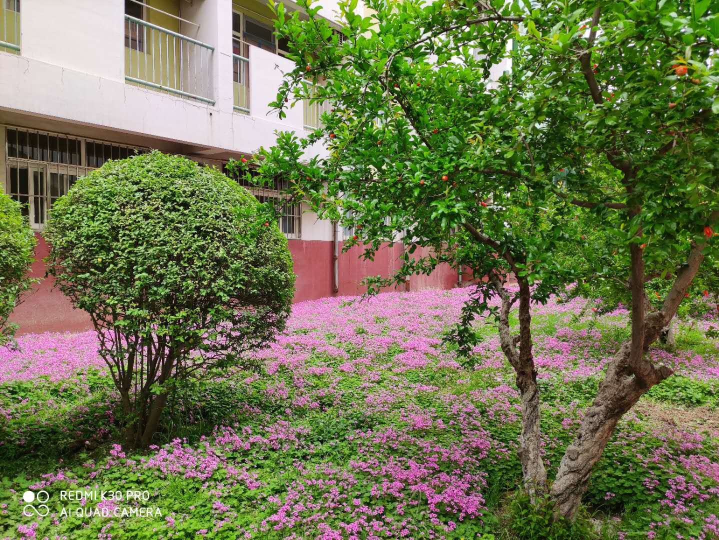 红花酢浆草属于三叶草吗,红花酢浆草与三叶草是一个品种吗