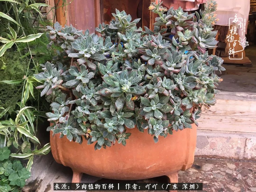 涓冨僵浜戝崡澶氳倝,浜戝崡澶氳倝涔嬫梾