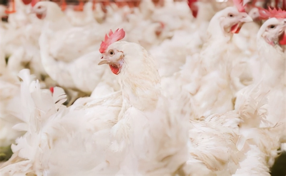 肉鸡肌腺胃炎为什么这么难治？教大家快速治愈鸡腺胃炎