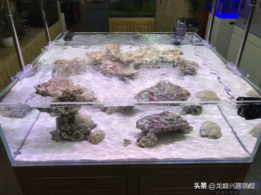 从零开始玩海缸的方法,从零开始玩海缸全过程