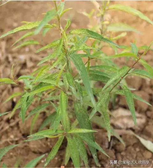 桃树蚜虫和红蜘蛛什么时间打药好,桃树什么时候打药防治火蜘蛛