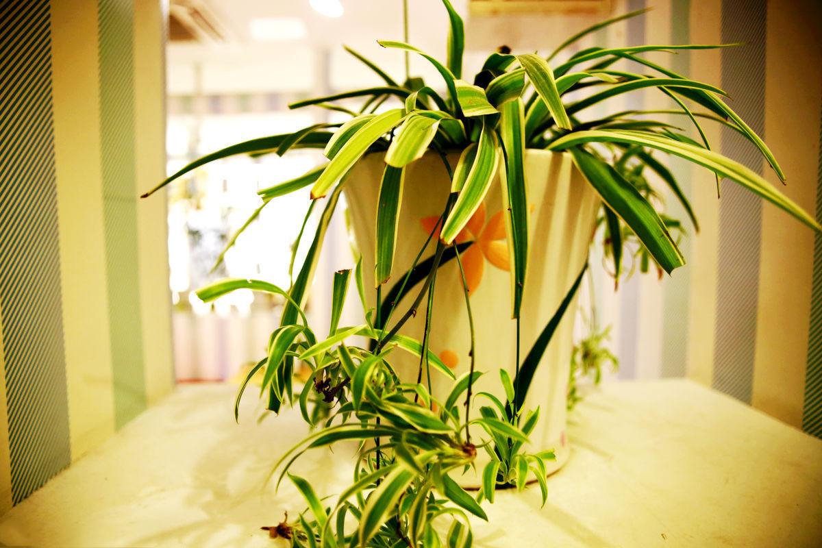 牡丹吊兰叶子发白怎么回事,油画吊兰叶子发白卷叶怎么回事