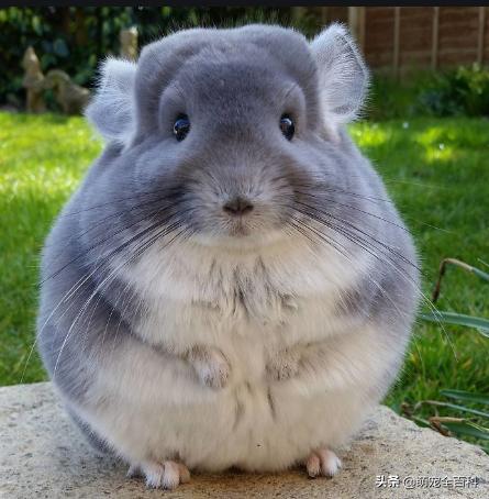 适合家庭饲养除猫狗以外的宠物,你有养过宠物没