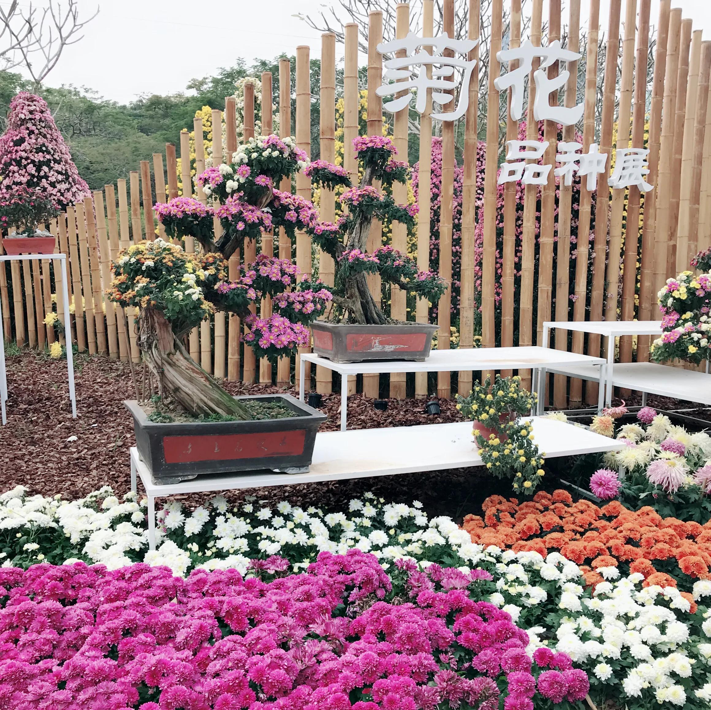 閬涘▋濂藉幓澶勮強鑺卞睍,娣卞湷閬涘▋鐪嬪睍