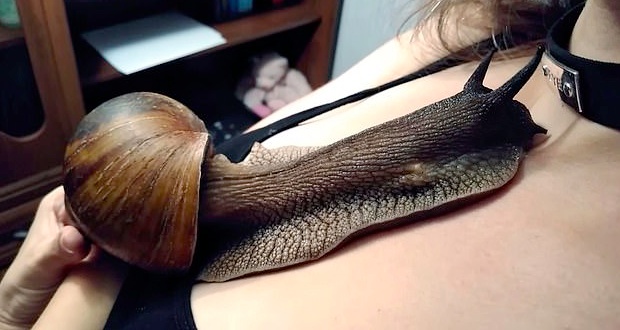 巨型蜗牛原来长这样,养一只巨型的非洲大蜗牛