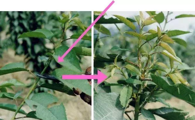 大樱桃病虫害全年防治方法有哪些,大樱桃病虫害全年防治方法直播间