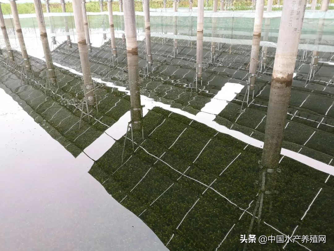 年销售额达5000多万，一手打造多个“百万富翁”，这位上过《致富经》的传奇蟹匠，又把这块土地变废为宝