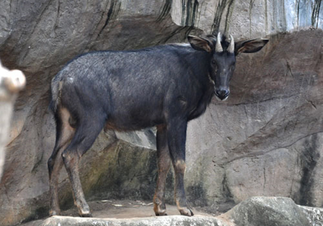 高山上的马,高山上的骏马