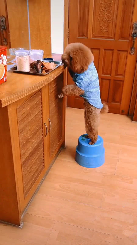 泰迪偷东西视频,泰迪的5个怪异行为