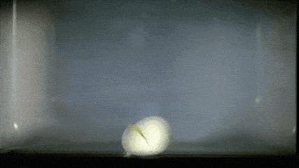 把葡萄放进微波炉爆炸实验,把两个葡萄放进微波炉