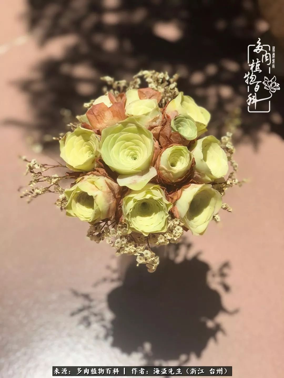 黄玫瑰这么美的风景惊艳到你了吗,优雅漂亮的黄玫瑰图片