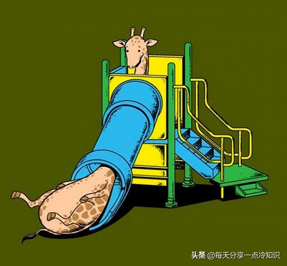 长颈鹿动物冷知识,长颈鹿有趣冷知识