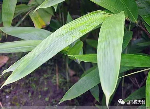 儿时的端午节图片,儿时的端午节讲述
