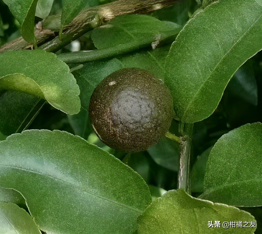 柑橘锈壁虱多久防治一次,柑橘锈壁虱什么时候防治