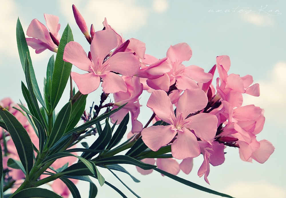 被剧毒毁了名声的宝藏工具树，除了毒你真的找不到它别的黑点