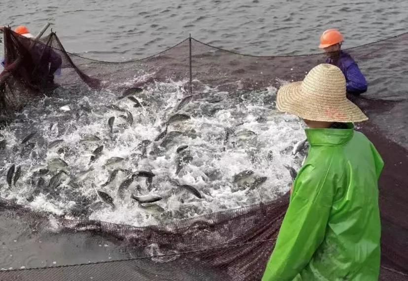 加州鲈苗为什么感染虹彩病毒,加州虹彩病毒如何治疗