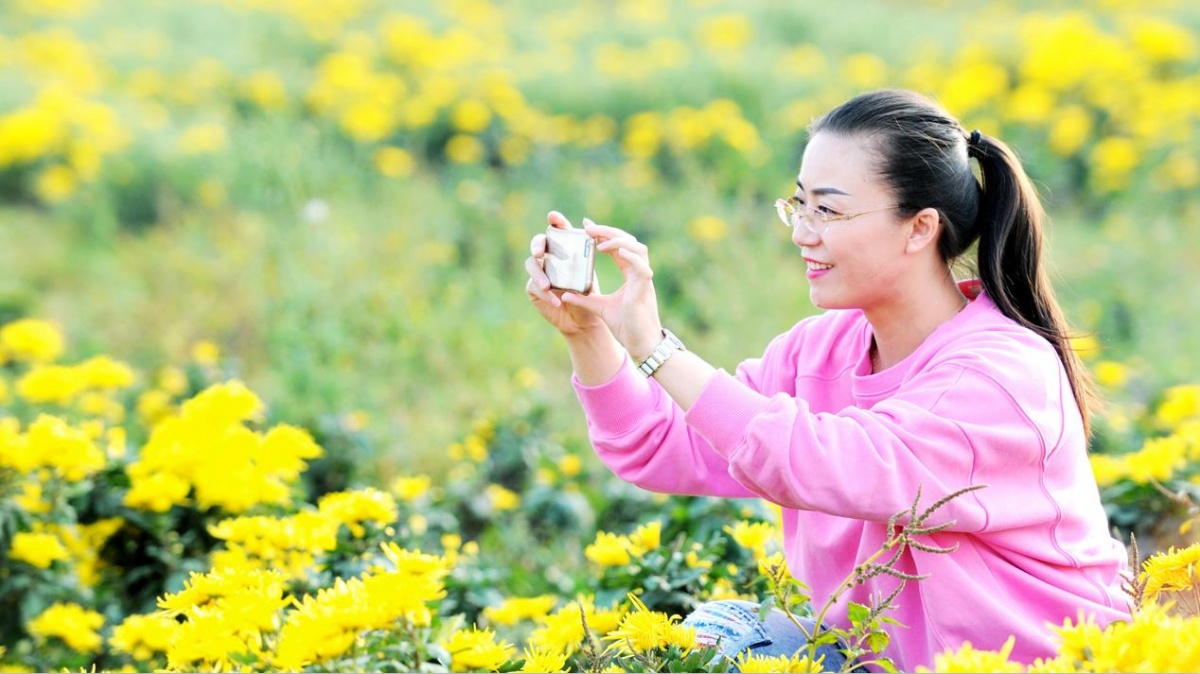 首届菊花节开幕,第三届泗阳菊花文化节