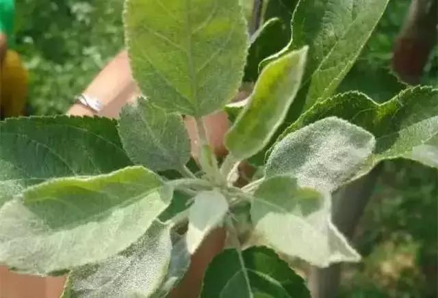 白芨病害及防治,白粉病发病规律防治措施