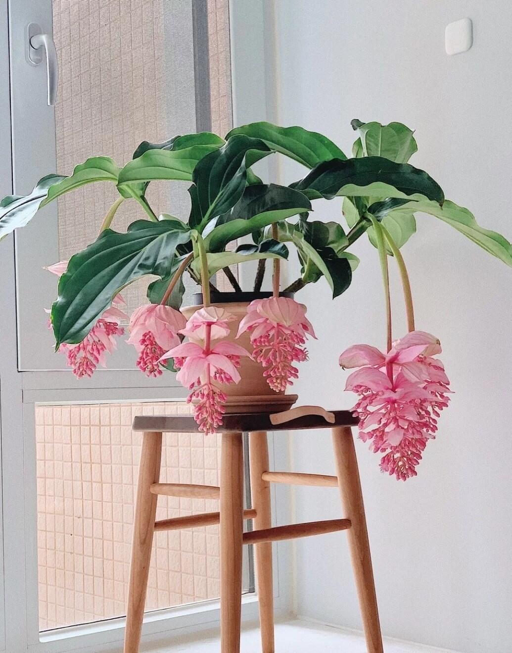 这几种花卉,冬天在家养上几盆,高端大气上档次