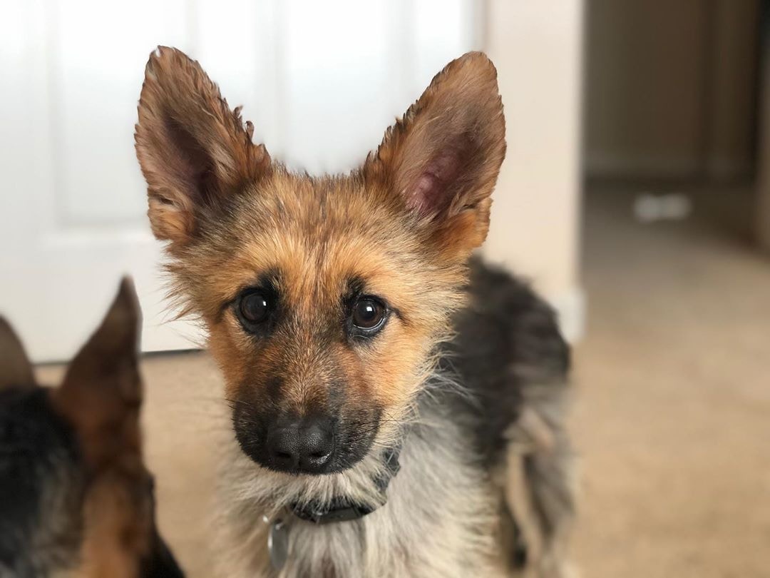 长不大的德国犬种,长得不大的德牧犬