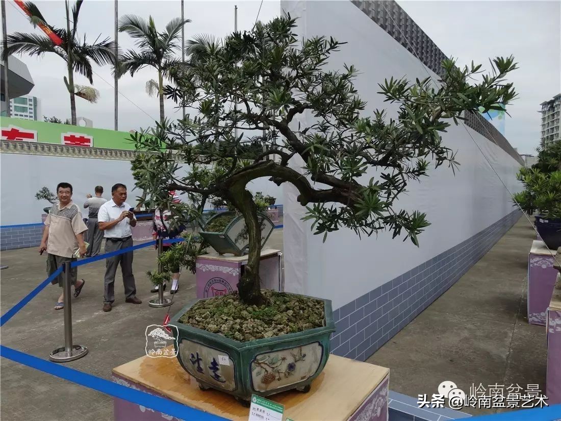 开运招财，非其莫属！清风雅韵，当之无愧！