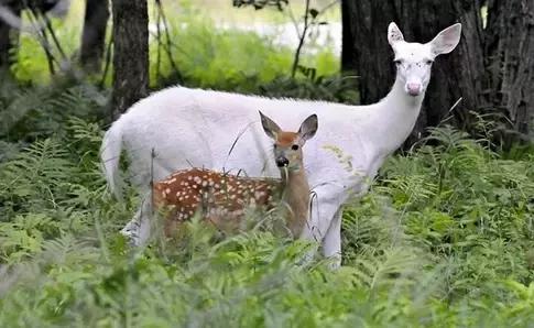 致命的60种动物,60种没见过的动物