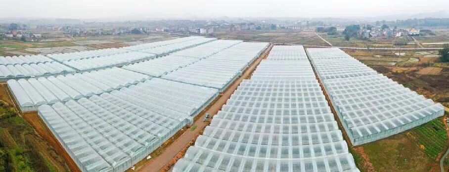 宁都千椒百味,宁都特色菜青菜