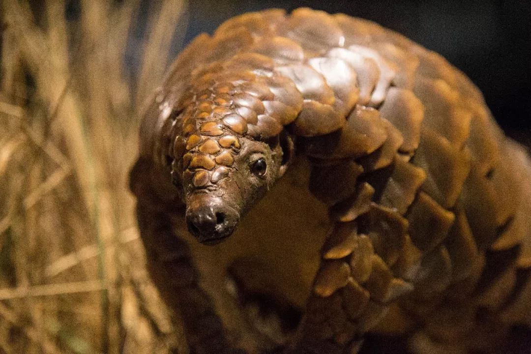 李时珍亲口品尝药材是为了什么,李时珍真实传说