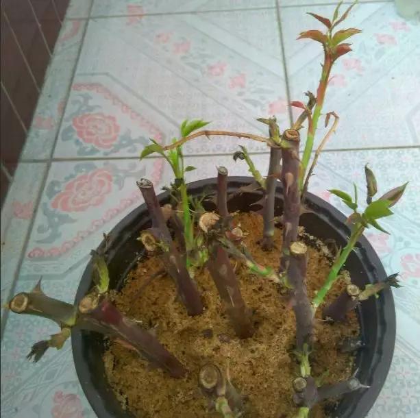 这6种碎渣渣，养花当土又当肥，比激素还有劲儿