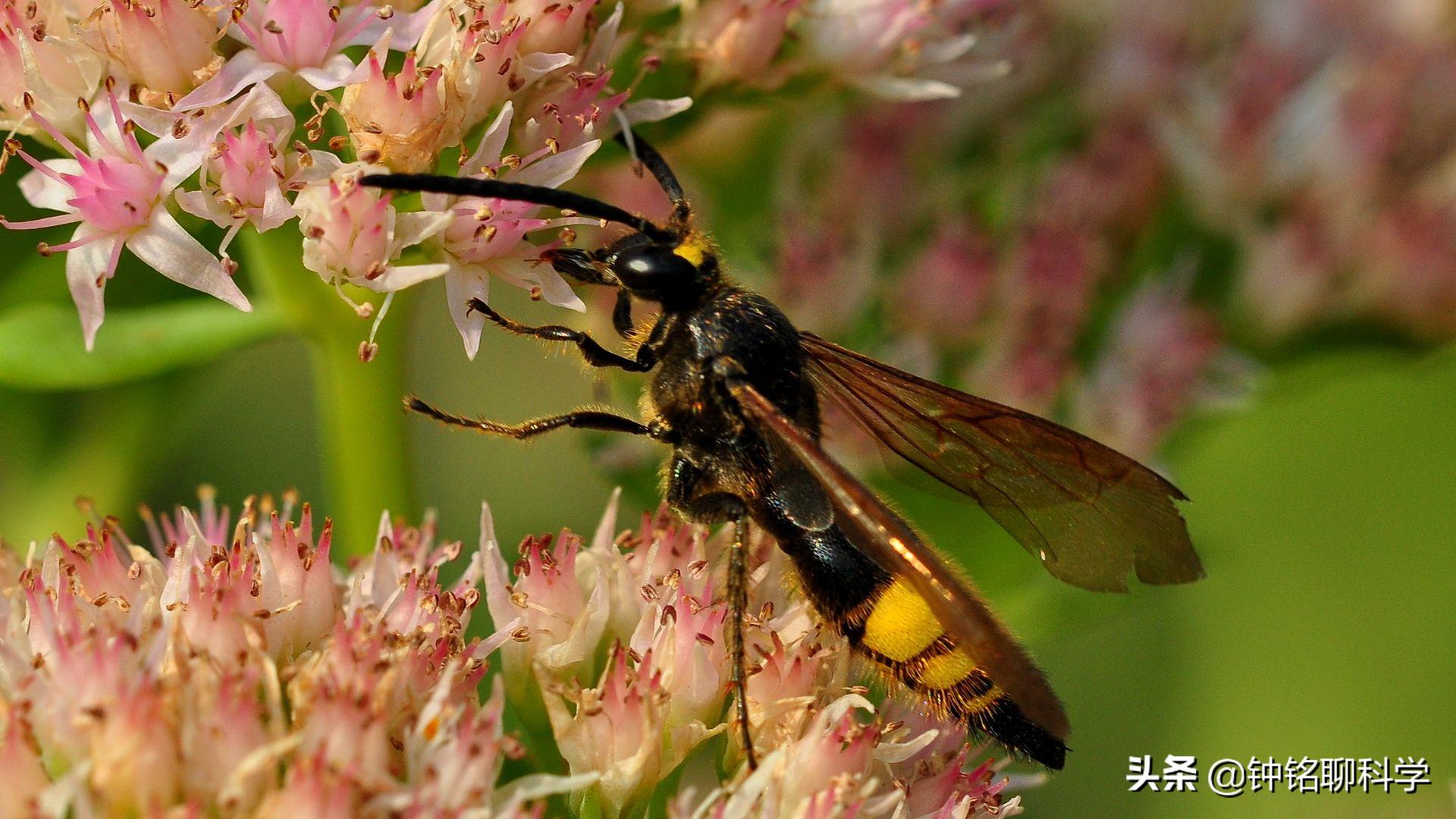 马蜂蜇人时怎么保护自己,马蜂被蛰为什么这么厉害