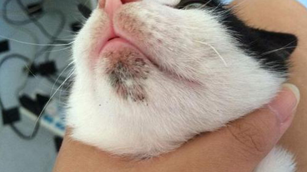 猫咪黑下巴怎么治用什么药,怎么选猫粮才能预防猫咪黑下巴