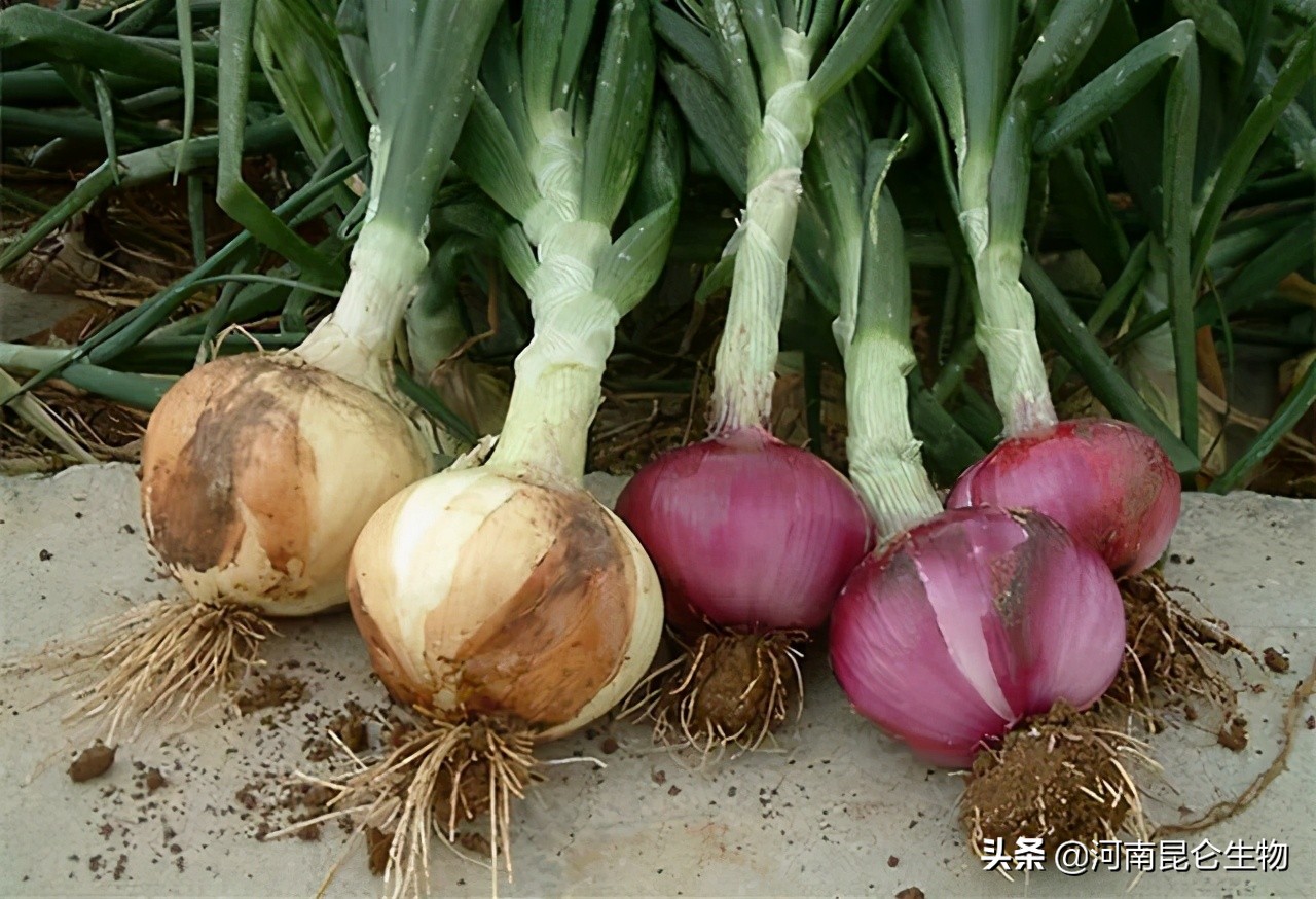 洋葱死苗烂根,洋葱烂根怎么治疗