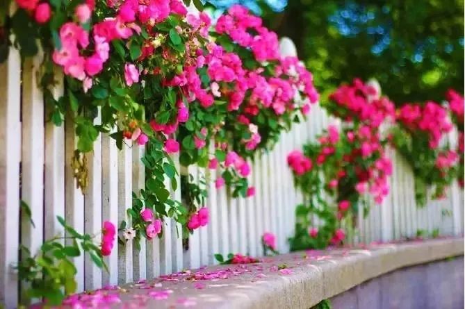 背倚青山是什么意思,背倚青山面朝绿水下一句