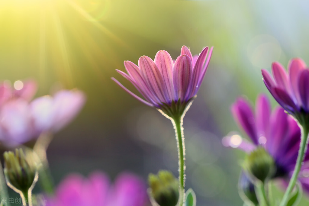 双子座的十大特质,双子座性格10大特征