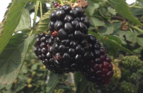 黑莓种植技术视频大全,大棚栽培美国黑莓技术