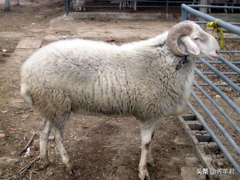 牛羊预混料哪种最好,牛羊预混料该怎么用