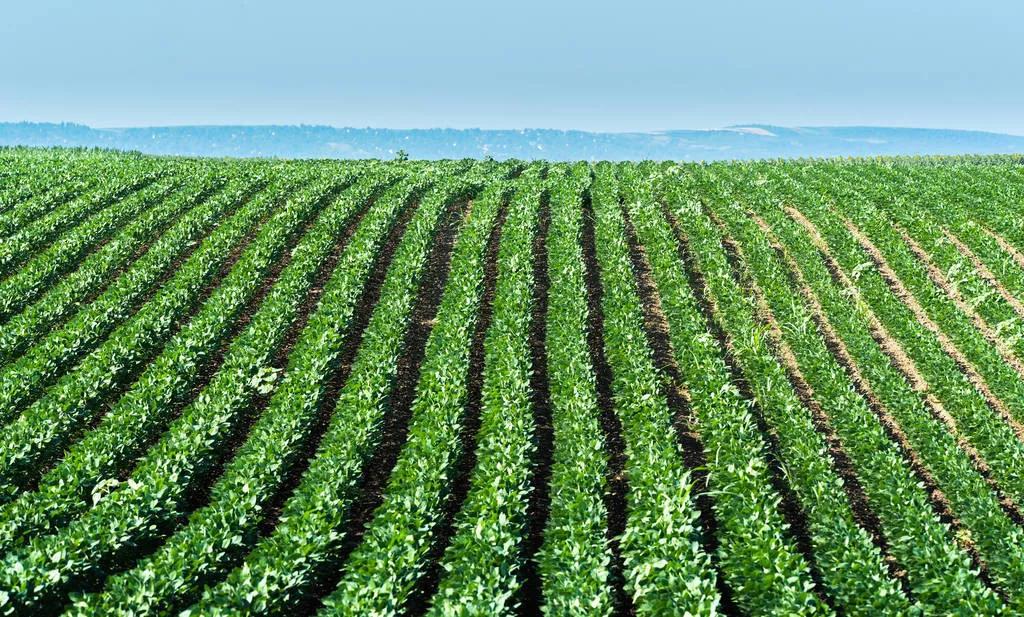 中国的大豆怎么样了,中国大豆产业的现状