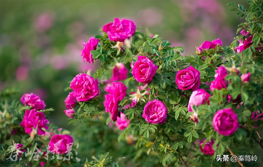 五月玫瑰花期,五月玫瑰盛开时