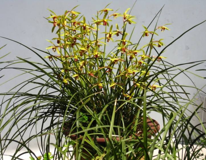 兰花肥伤怎么挽救,兰花枯萎怎么救