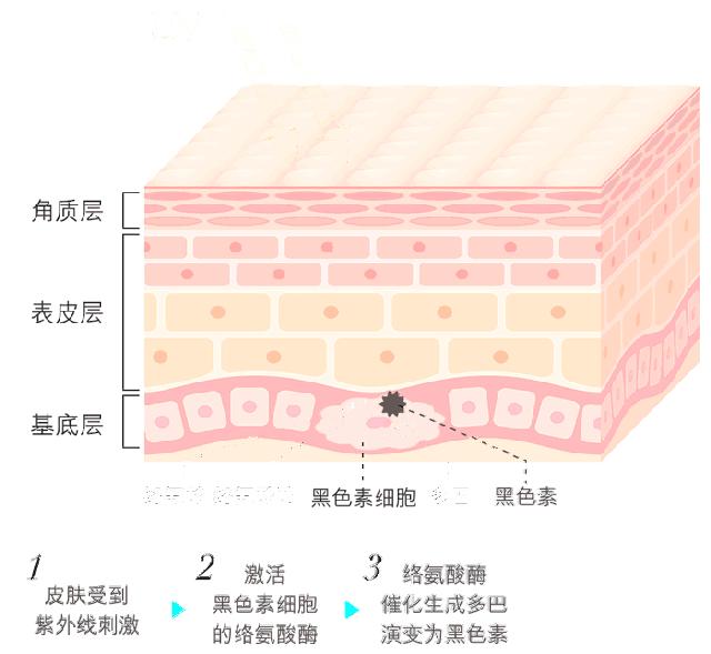 药学博士：护肤界抗衰+美白双炸二合一之阿魏酸，成分分析