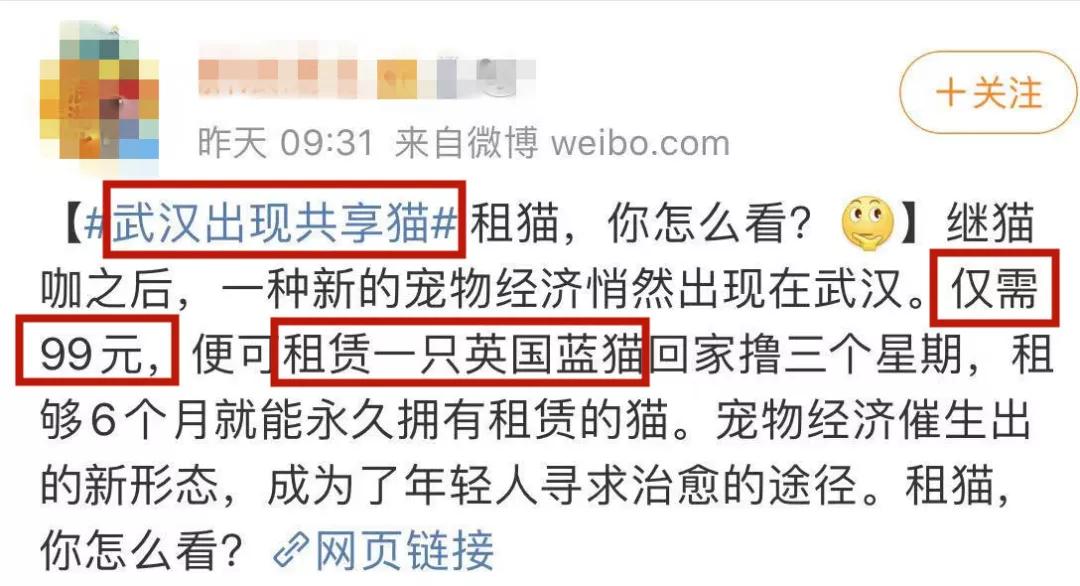 租猫一天多少合适,猫咪租赁一般多少钱