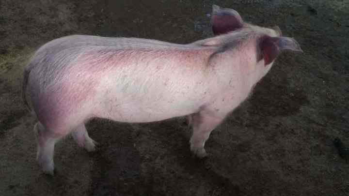 春季生猪口蹄疫怎么防治,猪口蹄疫高发季节是每年的几月份