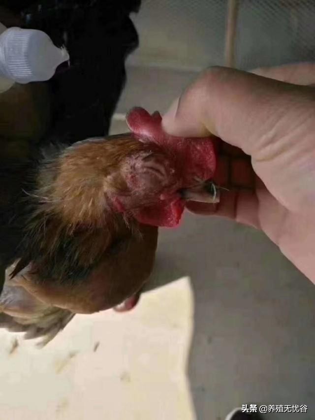 鸡子眼睛瞎是什么原因导致的,鸡子眼瞎了用什么药